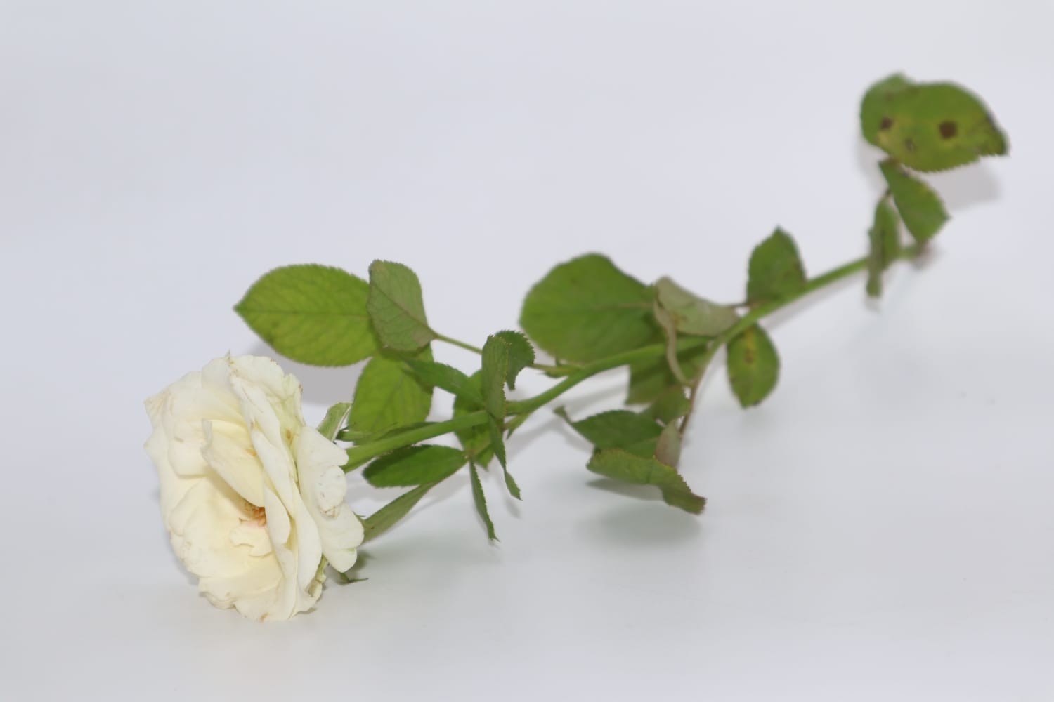 White Rose