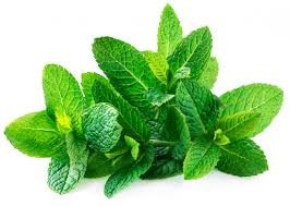 Spearmint (پودینہ)